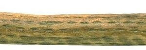 Gewa 838745 Rainstick Bastone Della Pioggia